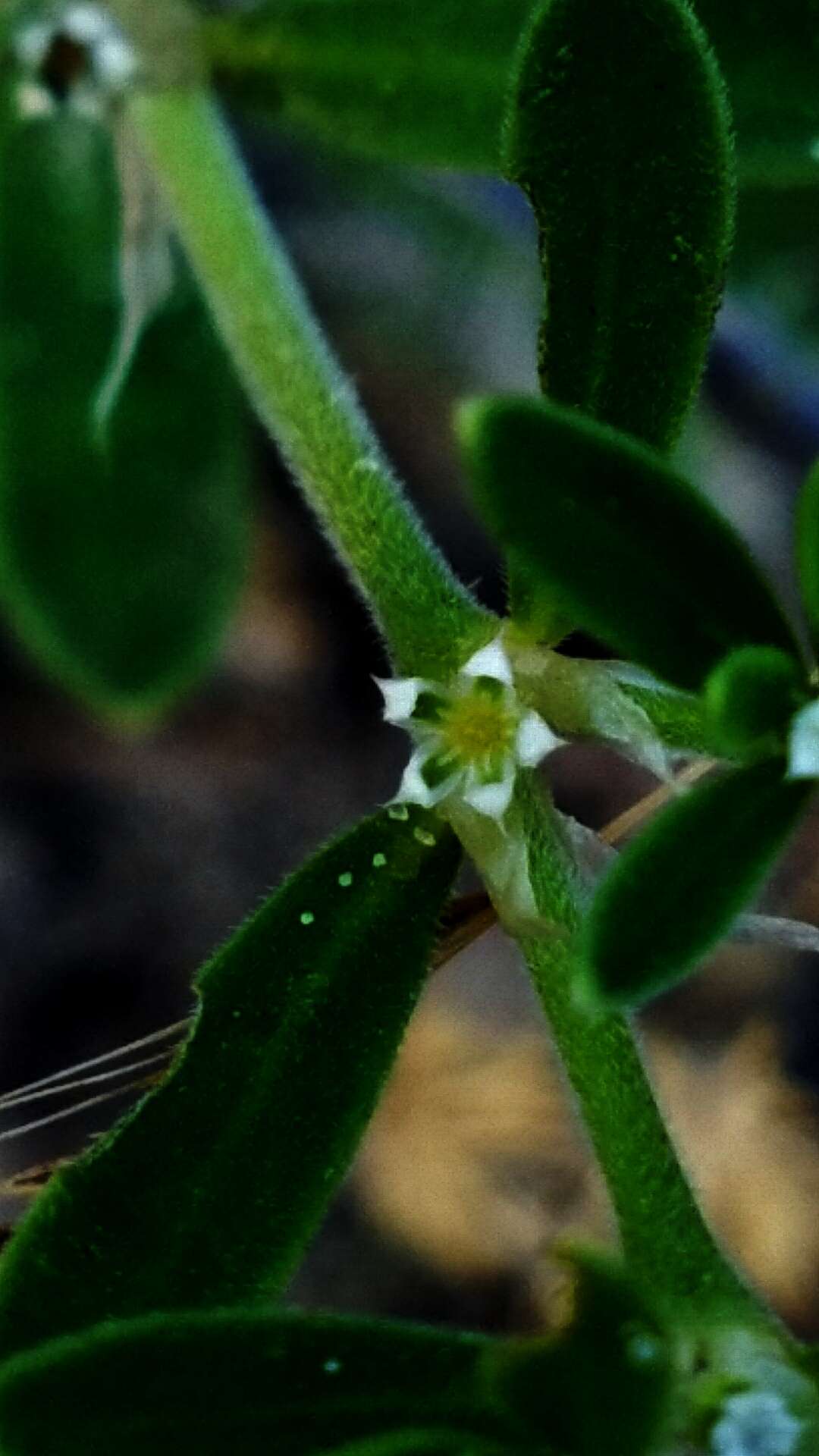 Image of Drummond's nailwort