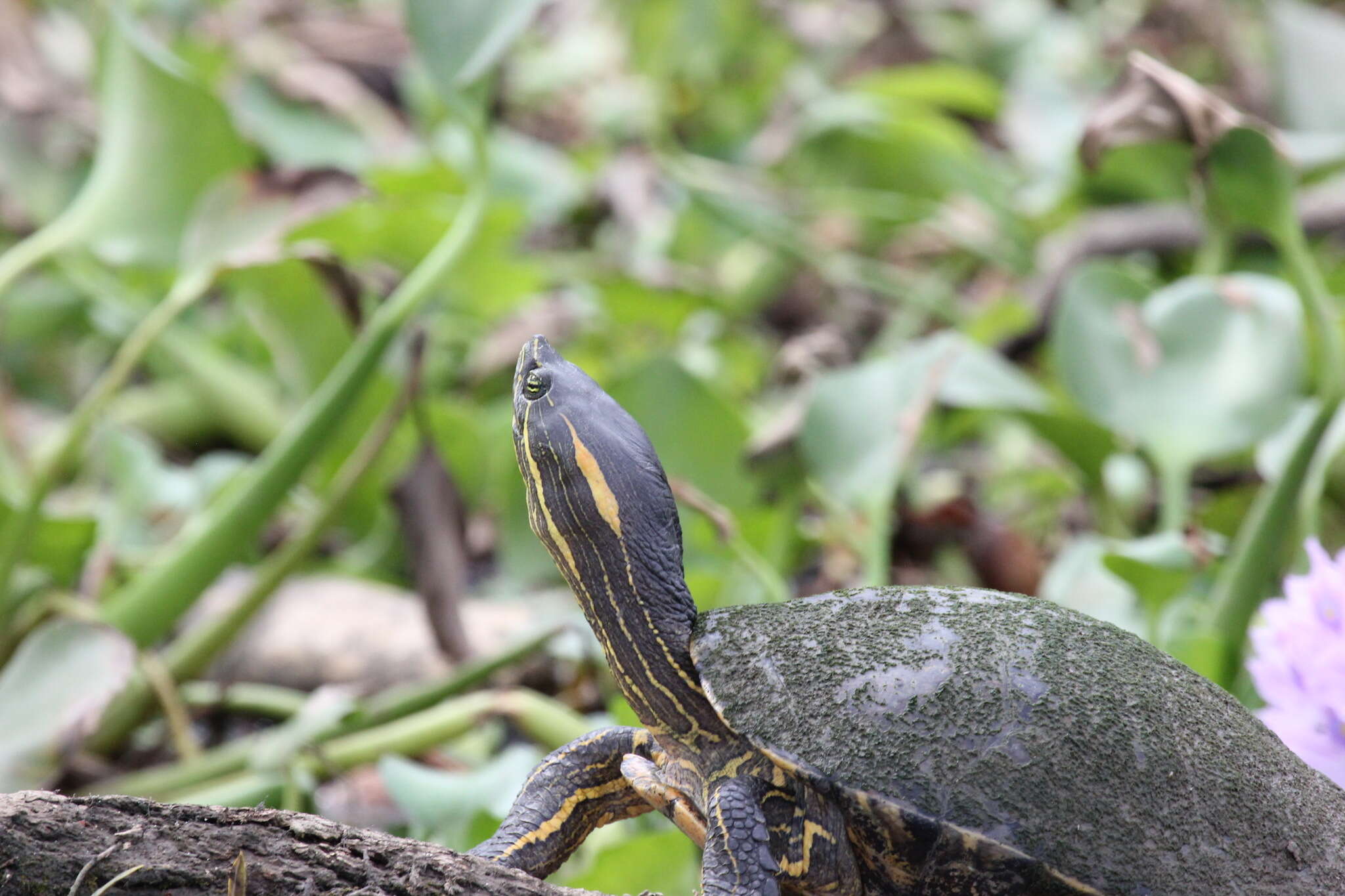 Imagem de Trachemys emolli (Legler 1990)