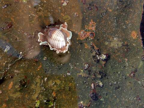 Imagem de Hydatina physis (Linnaeus 1758)