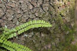 Image of maidenhair spleenwort