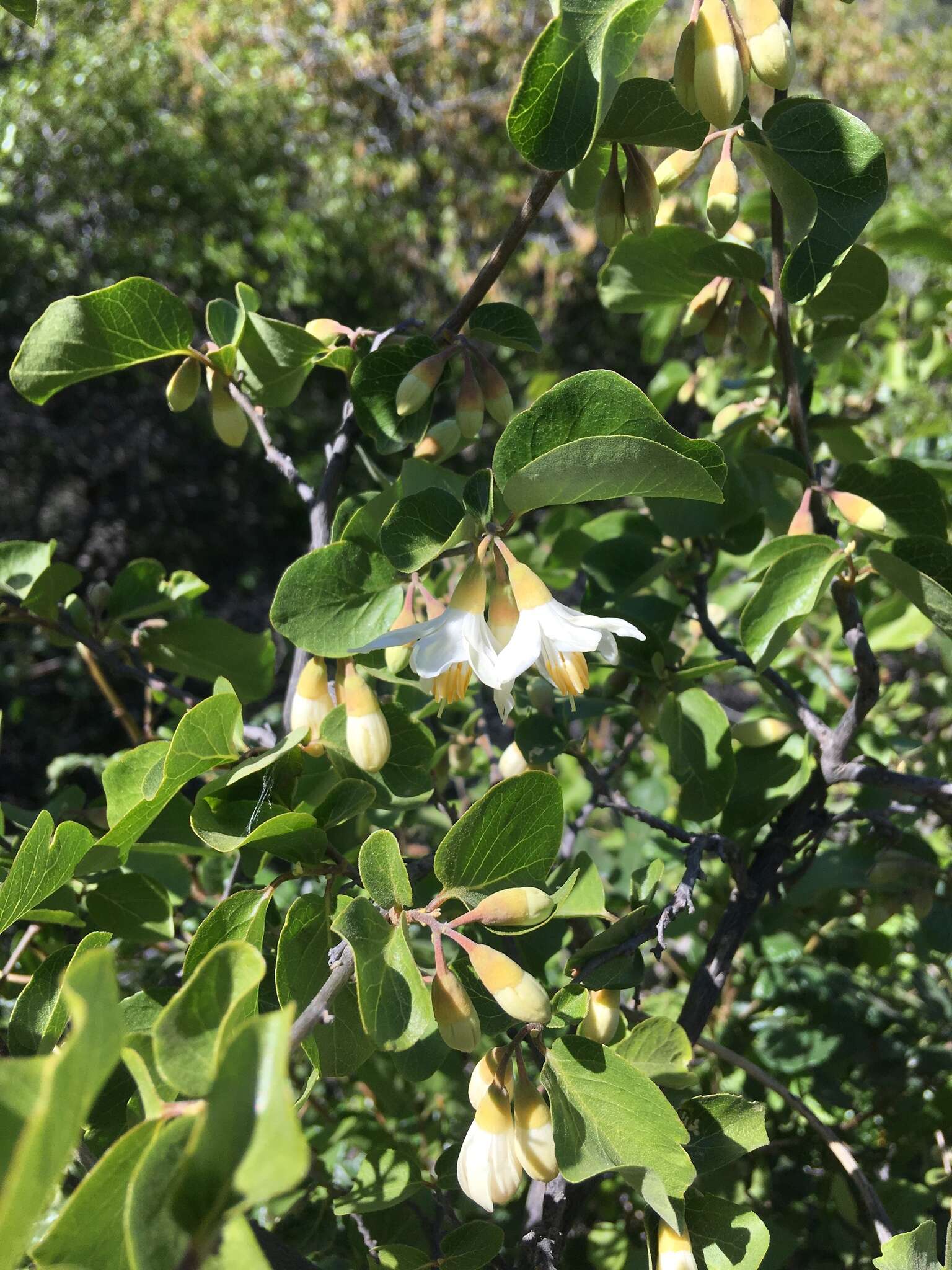 Plancia ëd Styrax redivivus (Torr.) Wheeler