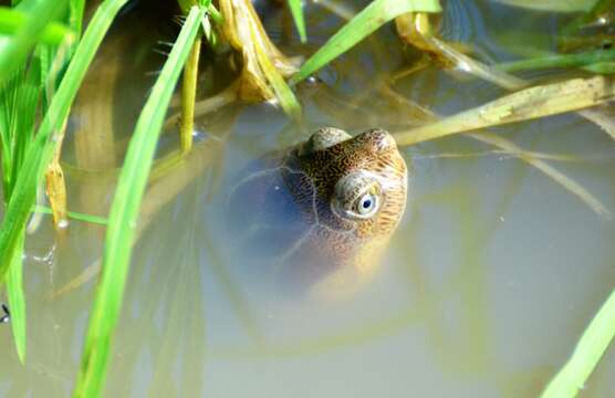 Image of Yellowbelly Mud Turtle