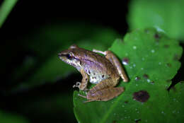 Image of Cachabi Robber Frog