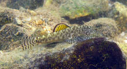 Image of Sucker-belly loach