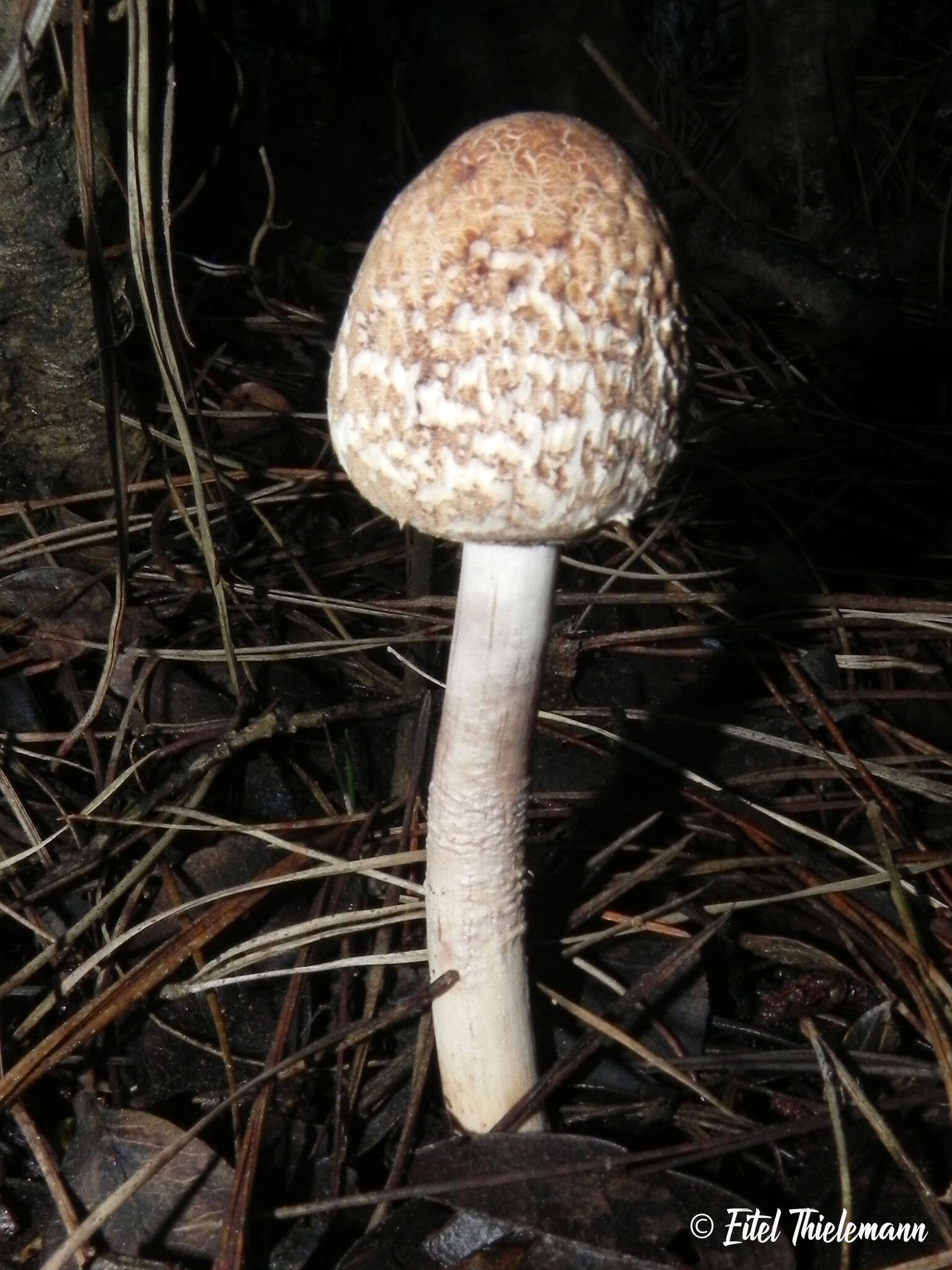 Слика од Macrolepiota bonaerensis (Speg.) Singer 1951