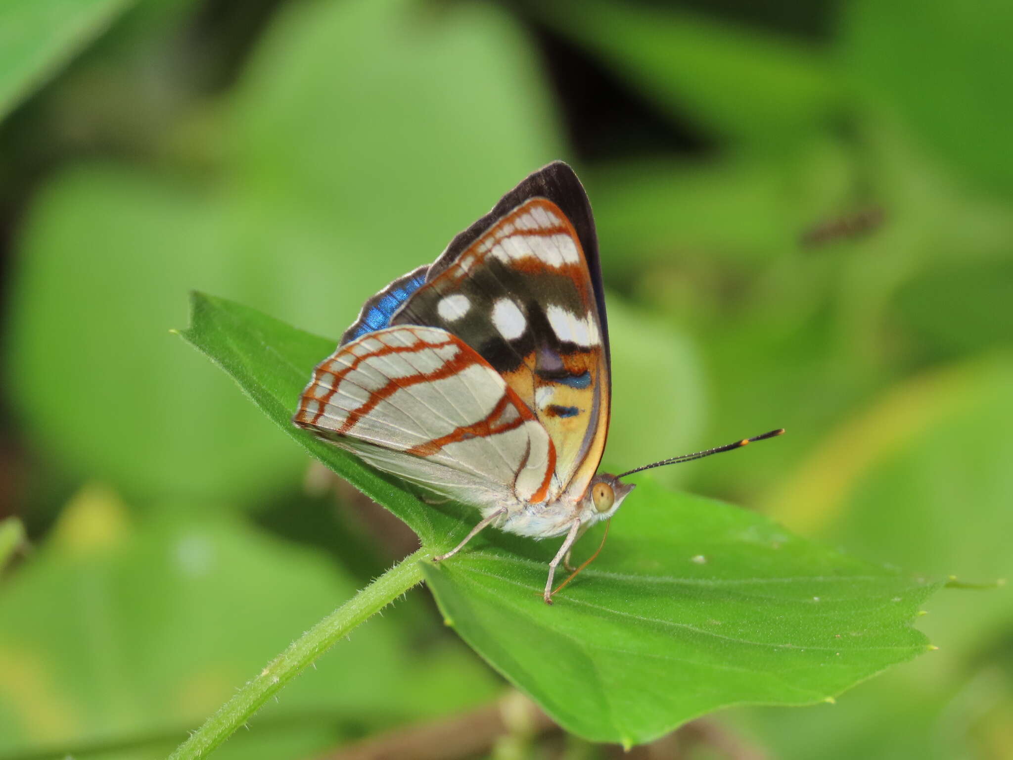 Слика од Dynamine colombiana