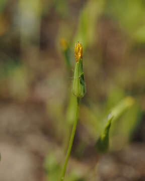 Plancia ëd Agoseris heterophylla (Nutt.) Greene