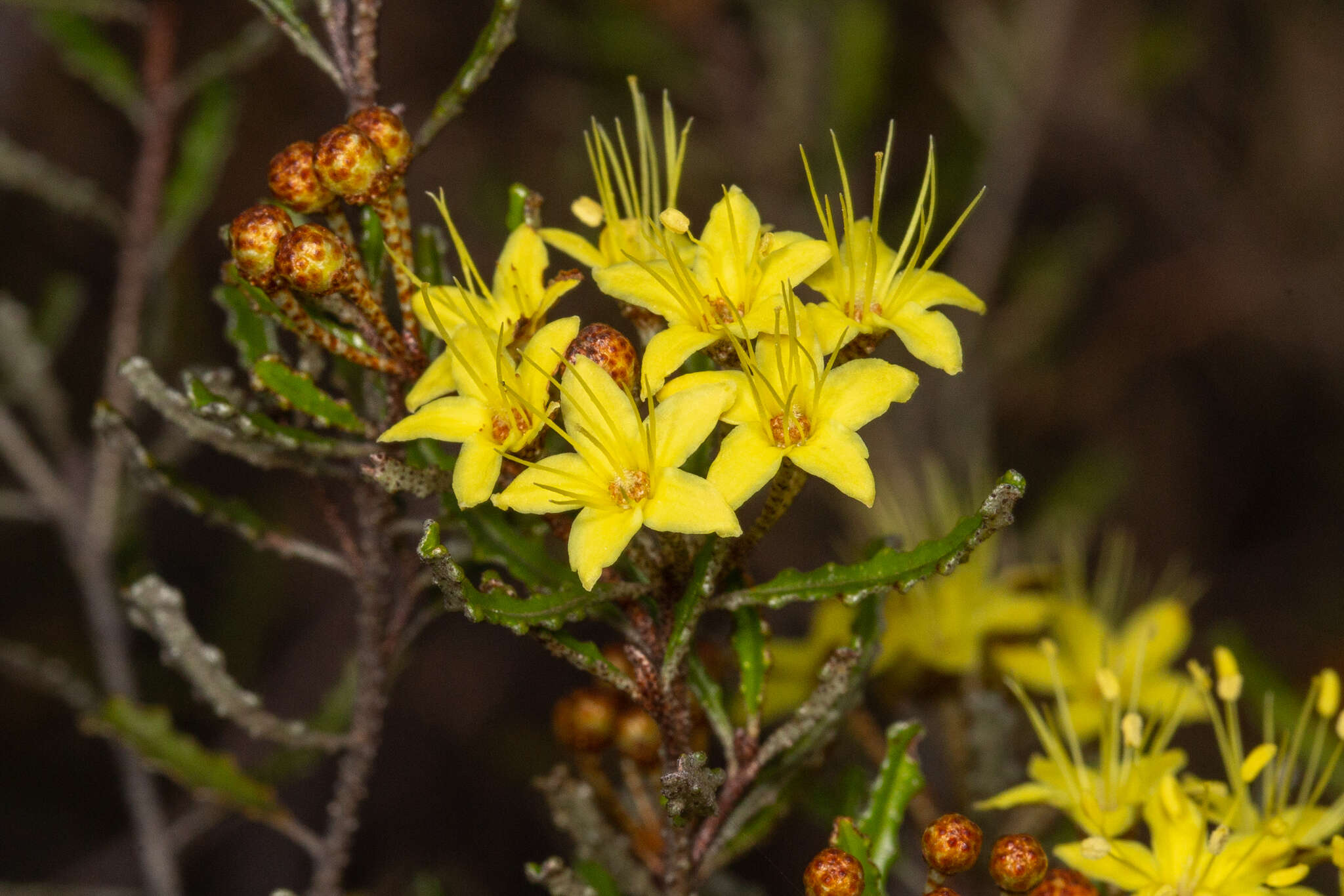 Image of Phebalium bullatum J. M. Black