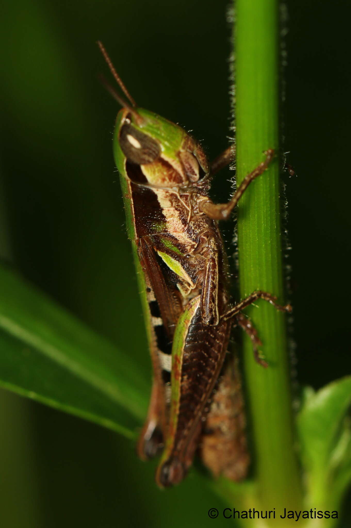 Plancia ëd Spathosternum prasiniferum (Walker & F. 1871)