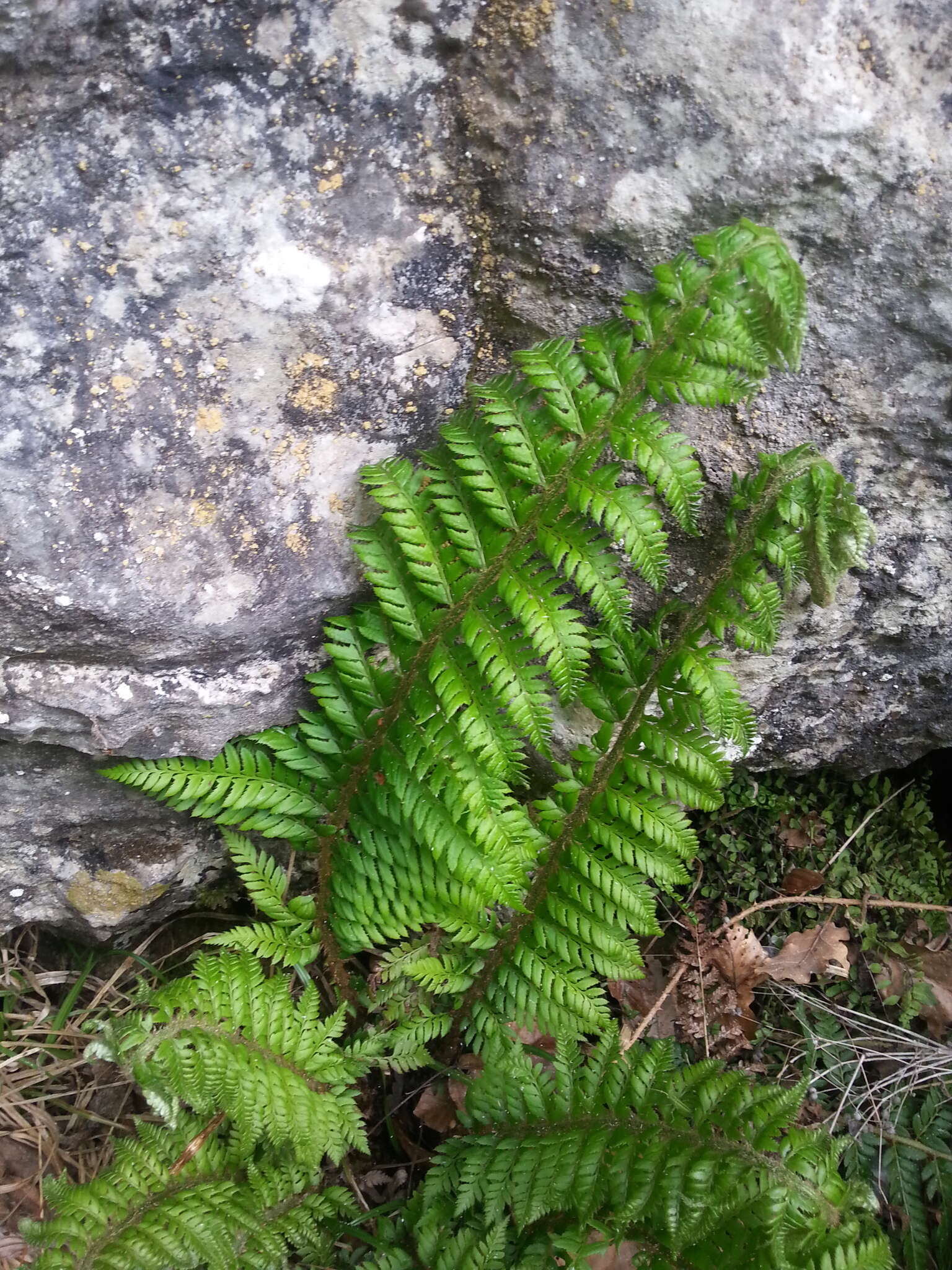 Imagem de Polystichum aculeatum (L.) Roth