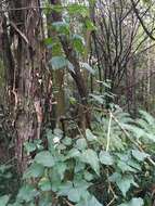 Image de Erythrina sykesii Barneby & Krukoff