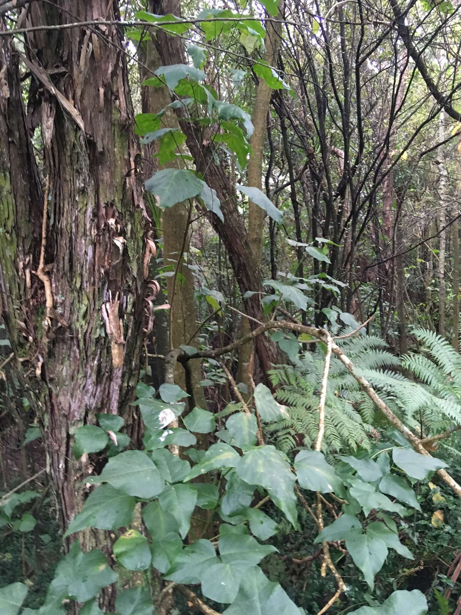 Image of Erythrina sykesii Barneby & Krukoff