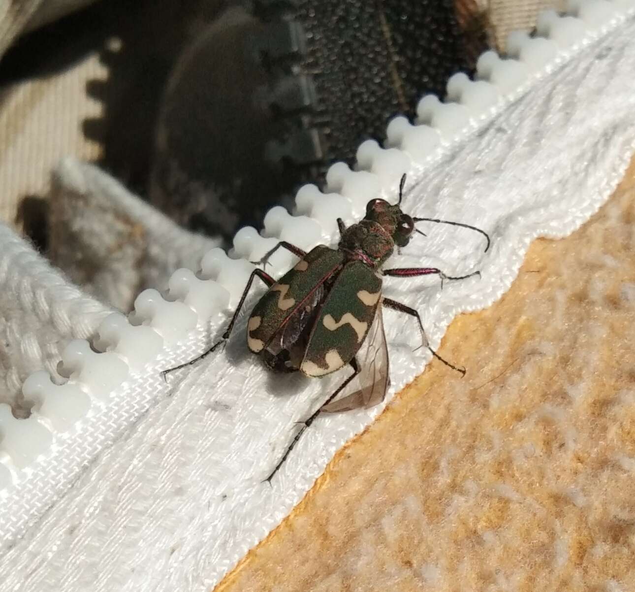 Image of Cicindela hybrida kozhantshikovi