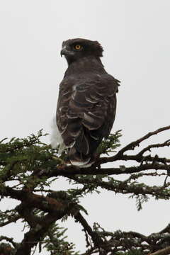 Image of Black-chested Snake Eagle