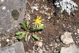 Image of Taraxacum bicorne Dahlst.