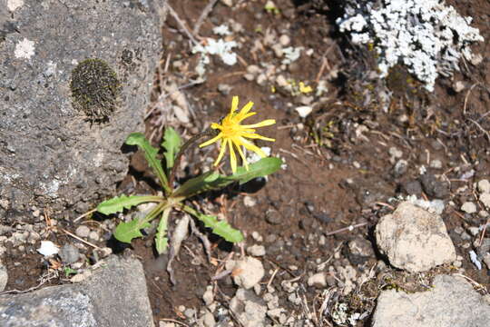 صورة Taraxacum bicorne Dahlst.