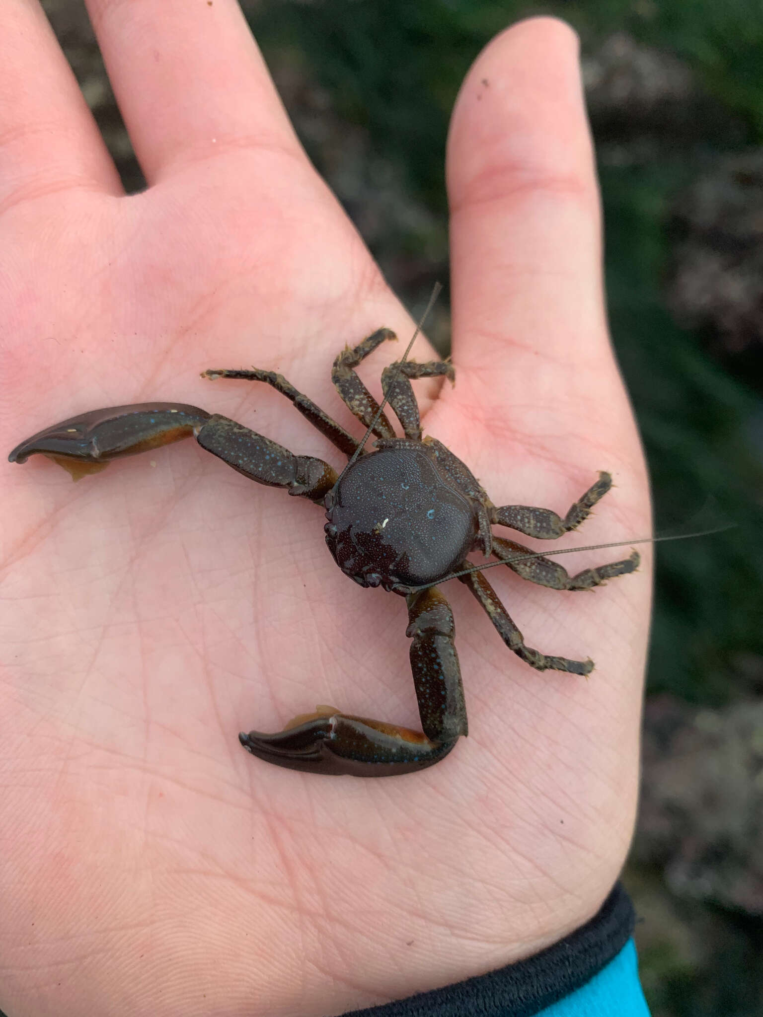 Image of chocolate porcelain crab