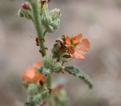 Image of Desert Fire Ant