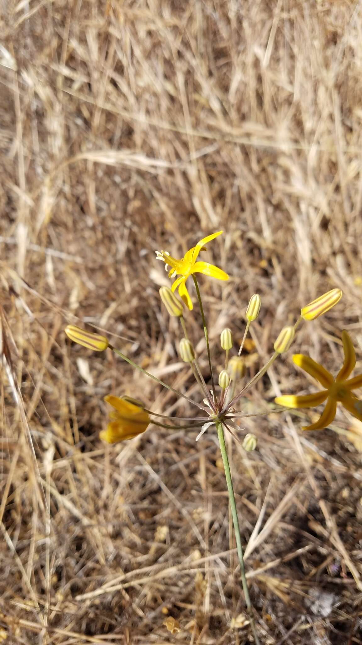 Слика од Bloomeria crocea var. aurea (Kellogg) Ingram