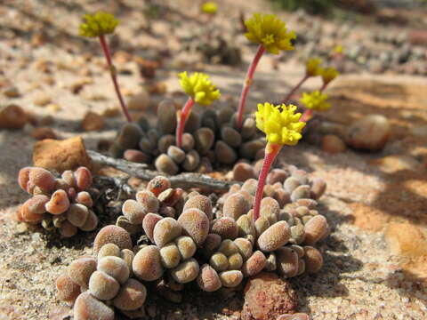 Image of Crassula namaquensis subsp. comptonii (Hutch. & Pillans) Tölken