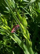 Image de Pyrausta ostrinalis Hübner 1796