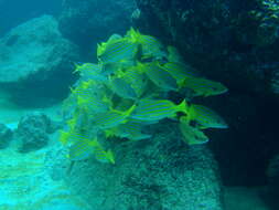 Image of Blue and gold snapper