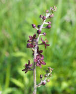 Image of Veratrum maackii var. parviflorum (Maxim. ex Miq.) H. Hara