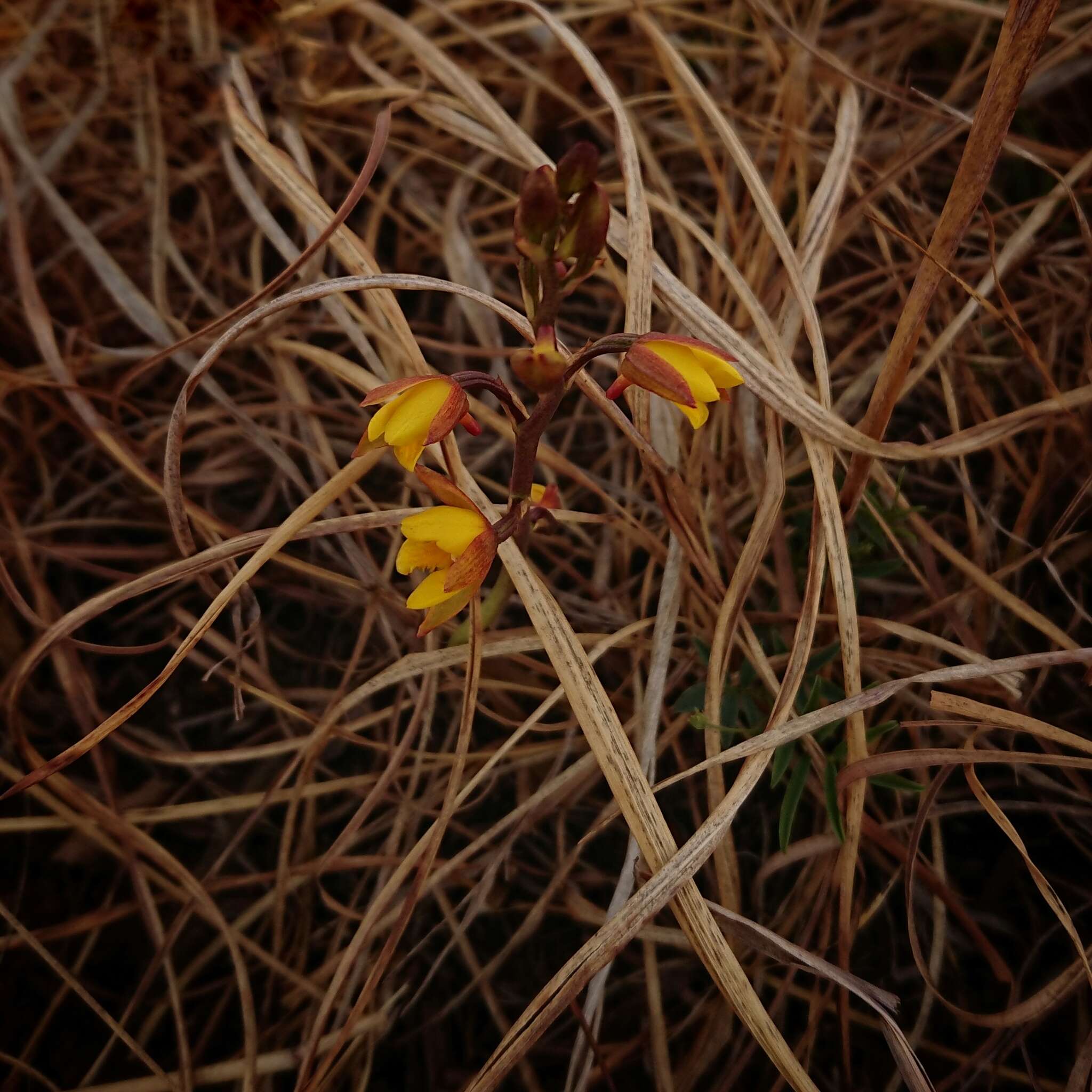 Image de Eulophia hians var. inaequalis (Schltr.) S. Thomas