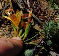 Image of Romulea montana Schltr. ex Bég.