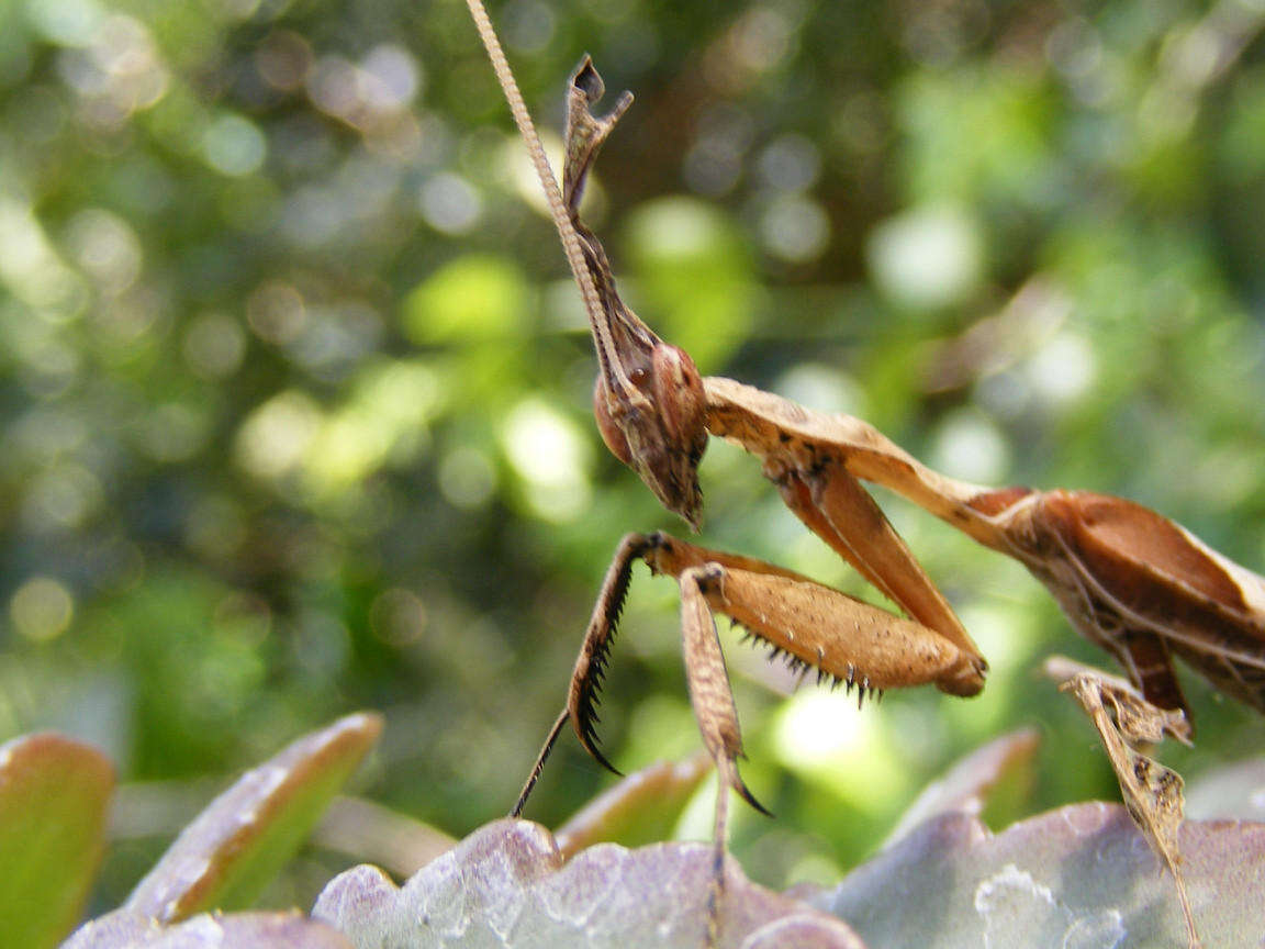 Plancia ëd Phyllocrania