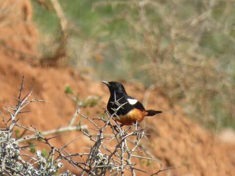 Sivun Thamnolaea cinnamomeiventris cinnamomeiventris (Lafresnaye 1836) kuva