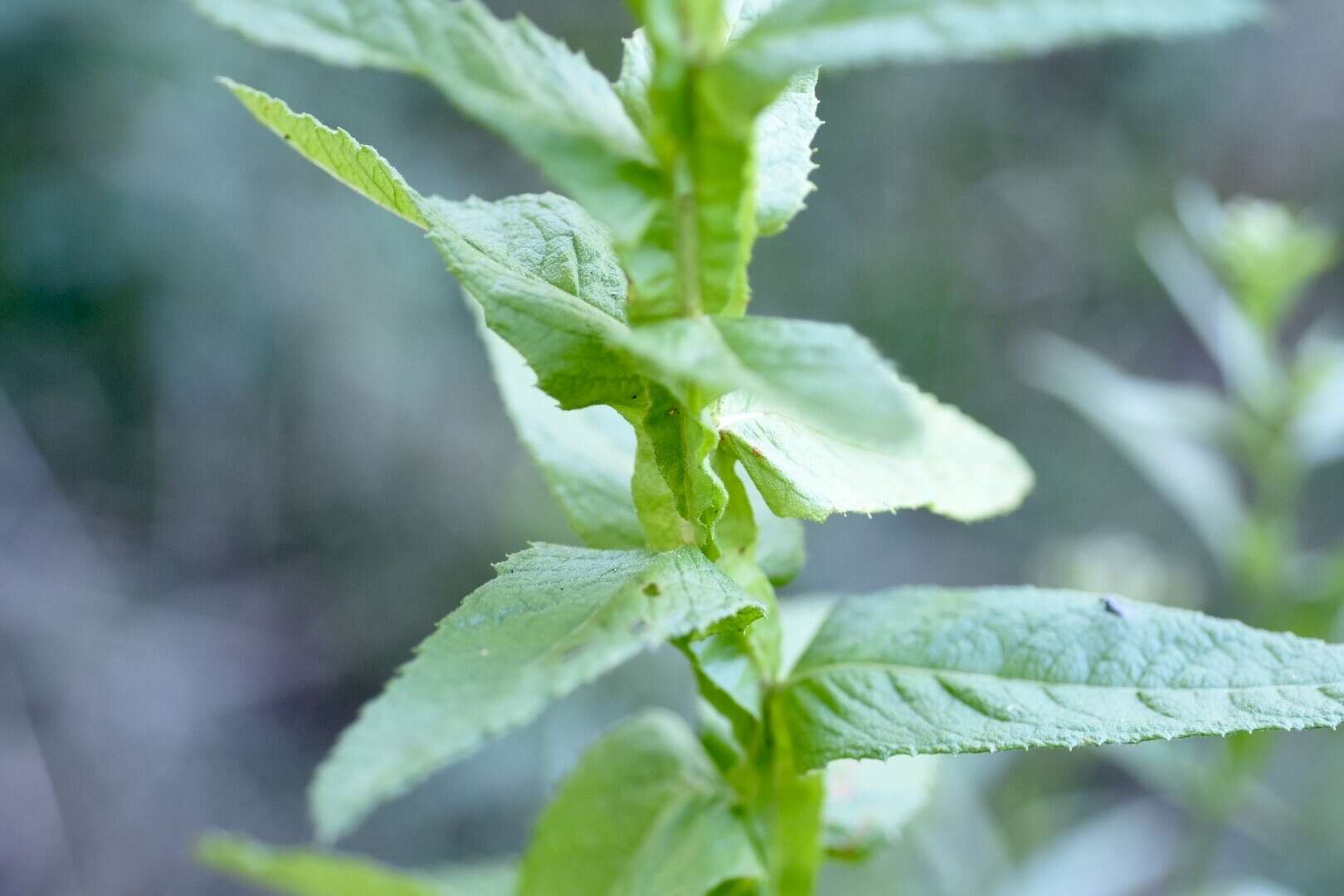 Image of Pterocaulon polystachyum DC.