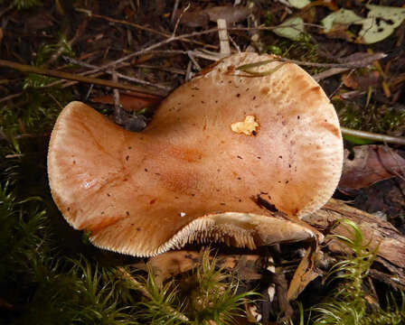 Image of Hebeloma lacteocoffeatum B. J. Rees 2013