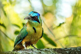 Image of Amazonian Motmot