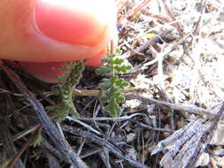 Image of Fremont's phacelia