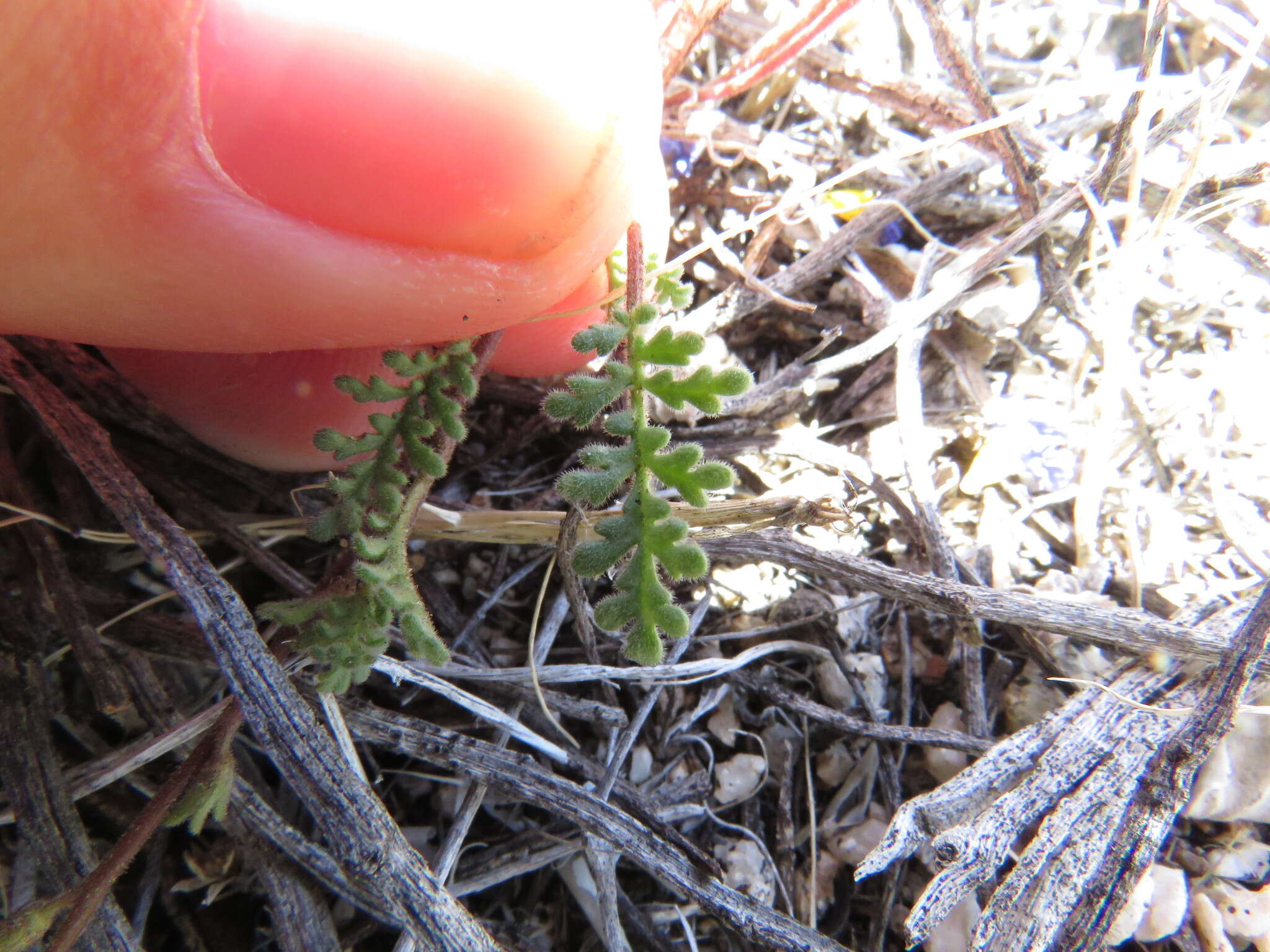 Image of Fremont's phacelia