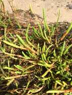 Image of Salicornia ramosissima J. Woods