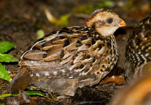 Image of Spot-winged Wood Quail