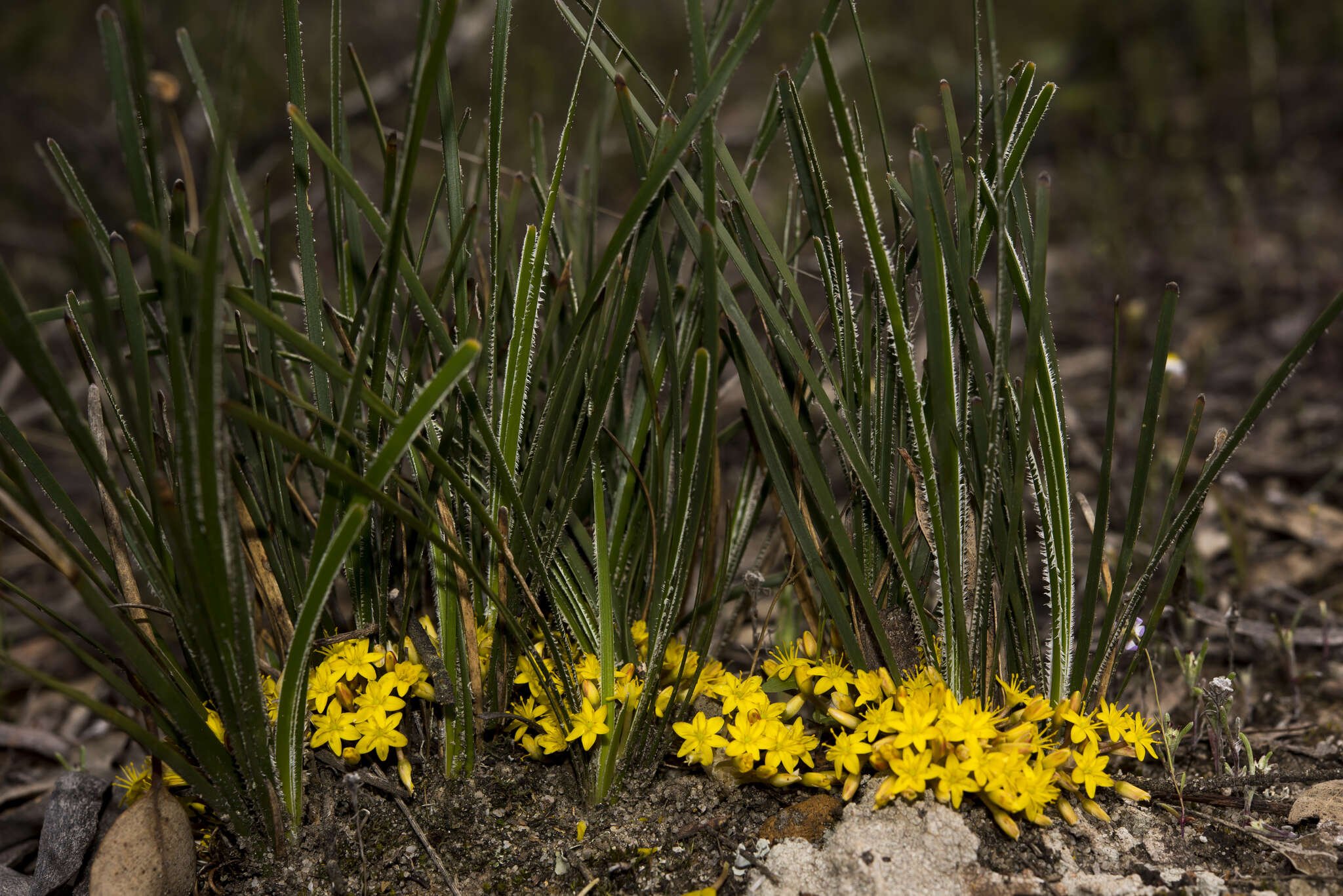 Image of Chamaexeros serra (Endl.) Benth.