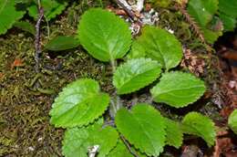 Imagem de Ourisia macrophylla subsp. macrophylla