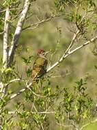 Image of Knysna Woodpecker