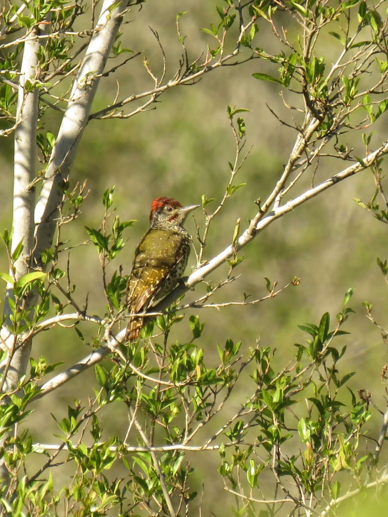 Image of Knysna Woodpecker