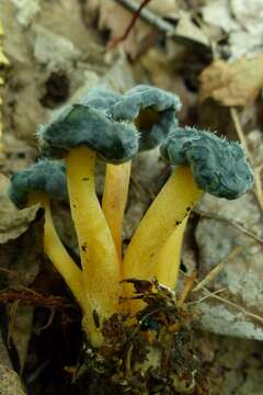 Dendrostilbella mycophila (Pers.) Seifert 1985 resmi