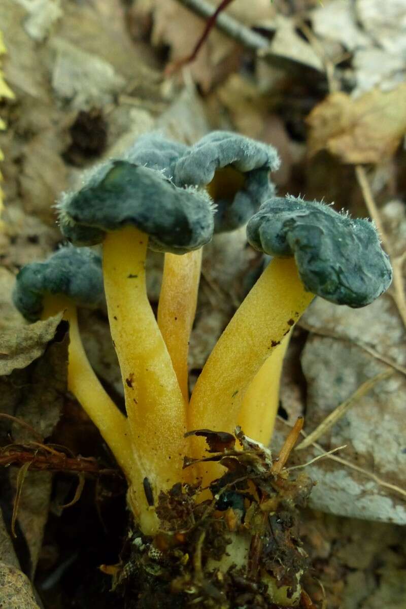 صورة Dendrostilbella mycophila (Pers.) Seifert 1985