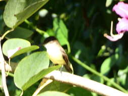 Image of Sad Flycatcher