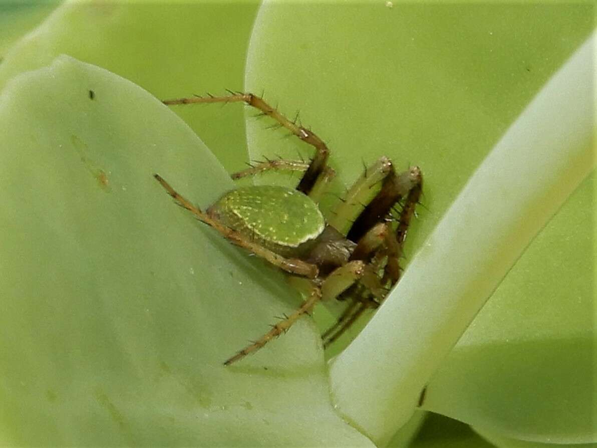 Image de Colaranea viriditas (Urquhart 1887)