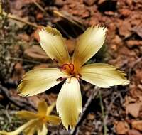 Dianthus caespitosus Thunb.的圖片