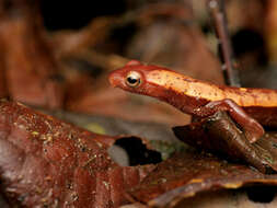 Plancia ëd Bolitoglossa medemi Brame & Wake 1972