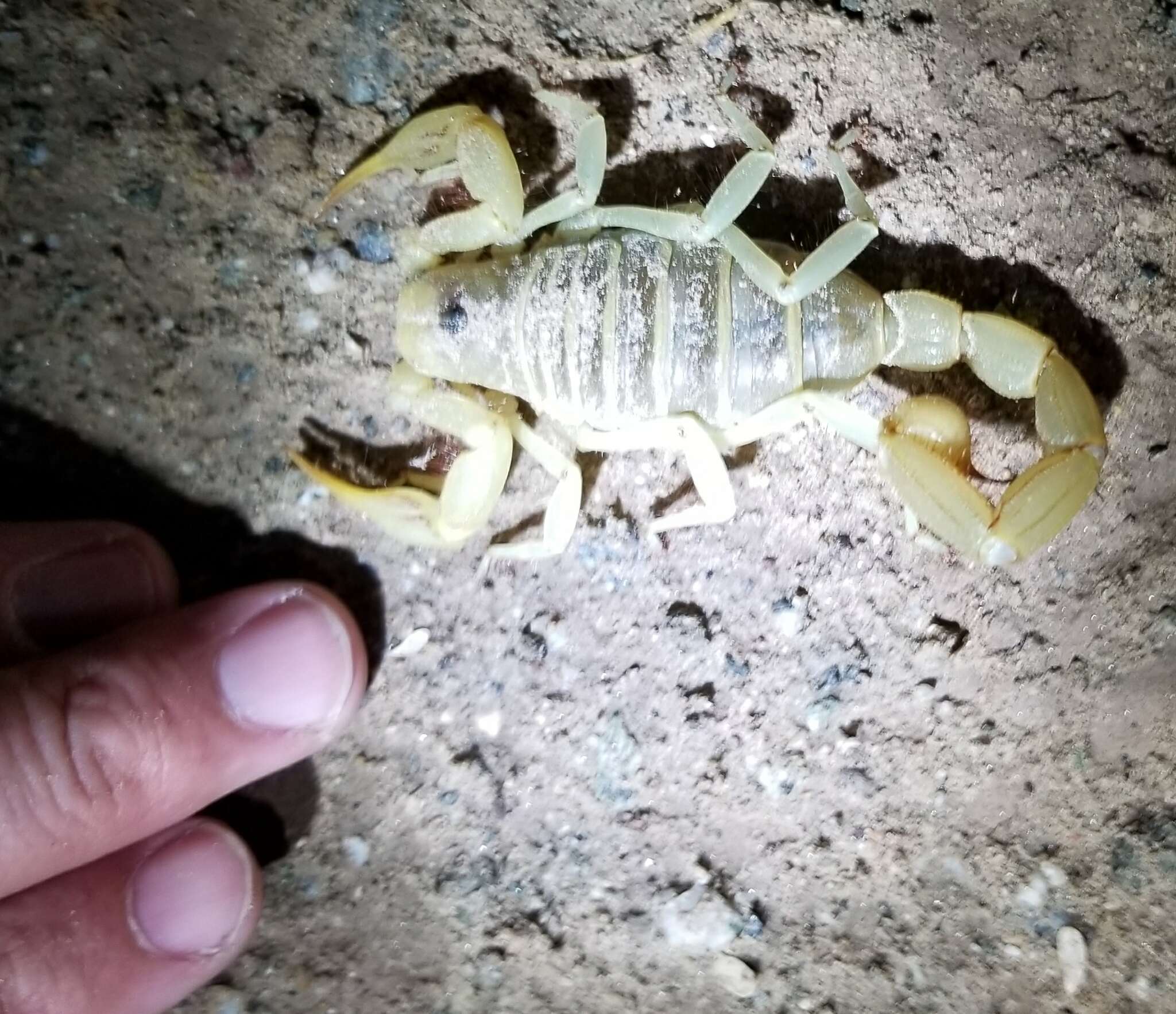 Image of Arizona Hairy Scorpion