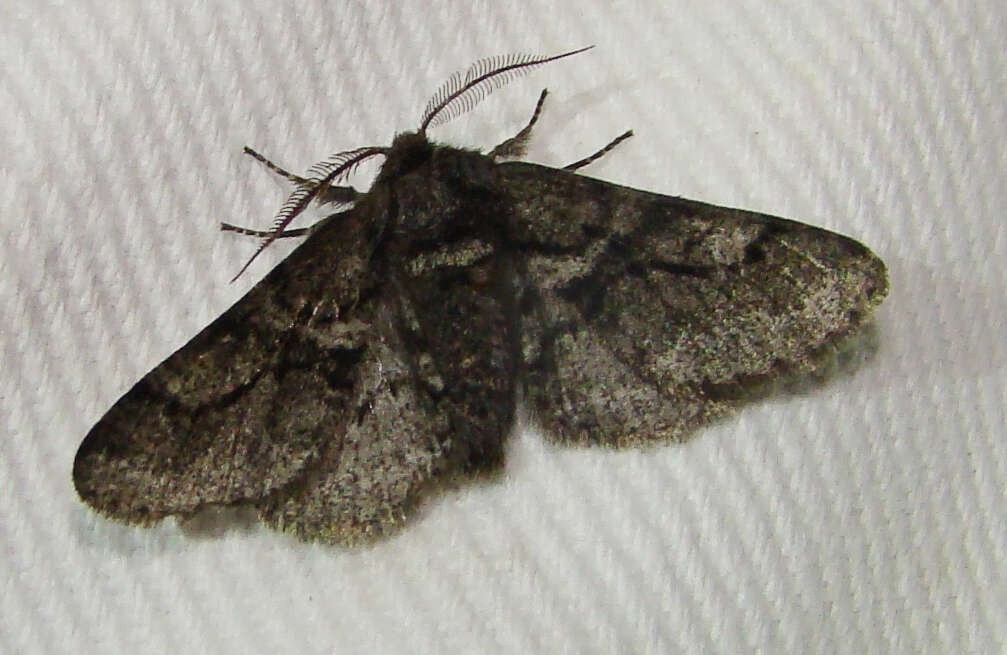 Image of Woolly Gray